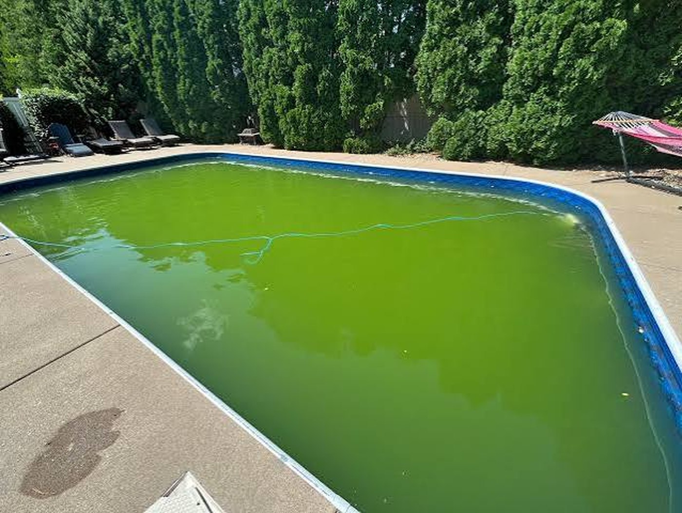 A backyard swimming pool turned green with algae, before recovery cleaning